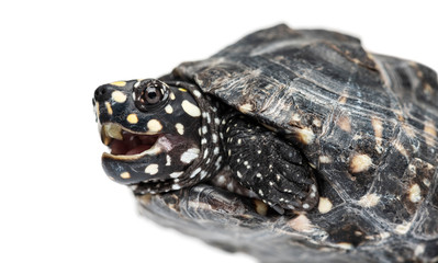 Close-up of a Black pond turtle mounth open, Geoclemys hamiltoni