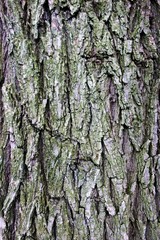 Fototapeta premium bark of a tree