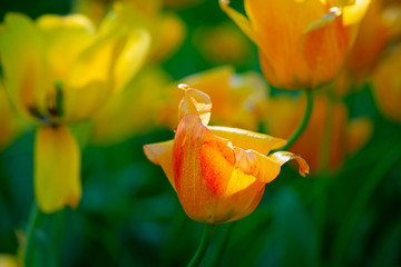 Sunlit yellow decorative tulip flowers on a flowerbed on a sunny day of spring. Play of light and shadow.