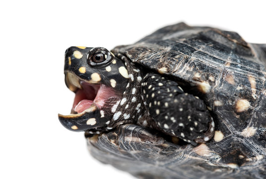 Close-up of a Black pond turtle mounth open, Geoclemys hamiltoni