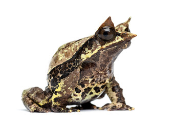Side view of a Long-nosed horned frog, Megophrys nasuta