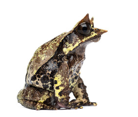 Side view of a Long-nosed horned frog, Megophrys nasuta