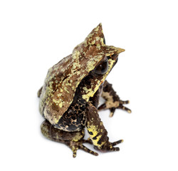 Long-nosed horned frog, Megophrys nasuta, isolated