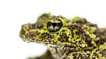 Mossy frog, Theloderma corticale, isolated on white