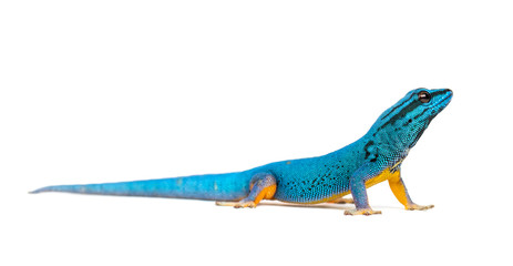 Electric blue gecko, Lygodactylus williamsi, isolated