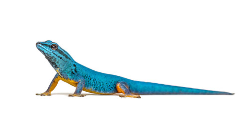 Electric blue gecko, Lygodactylus williamsi, isolated
