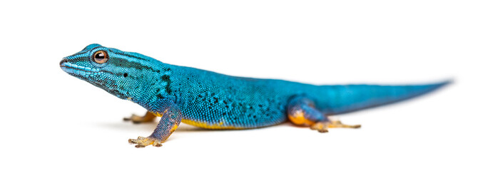 Electric blue gecko, Lygodactylus williamsi, isolated