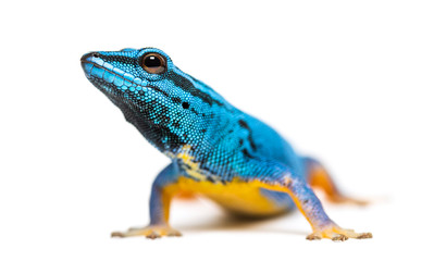 Electric blue gecko looking at the camera, Lygodactylus williams