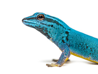 Electric blue gecko looking at the camera, Lygodactylus williams