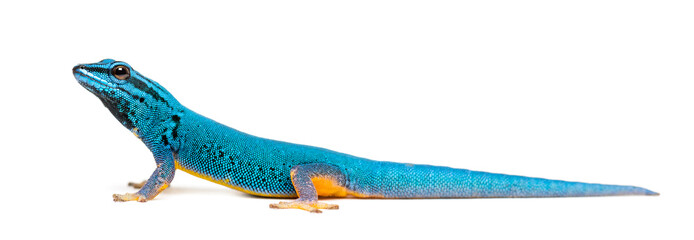 Side view of a Electric blue gecko, Lygodactylus williamsi