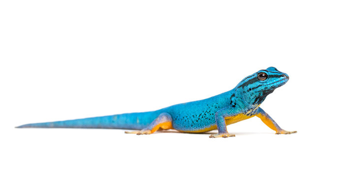 Electric blue gecko, Lygodactylus williamsi, isolated