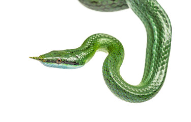 Rhino rat snake, Rhynchophis boulengeri, isolated