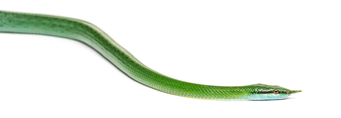 Naklejka premium Rhino rat snake, Rhynchophis boulengeri, isolated