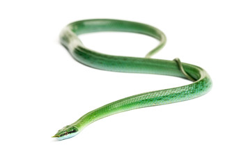 Rhino rat snake, Rhynchophis boulengeri, isolated