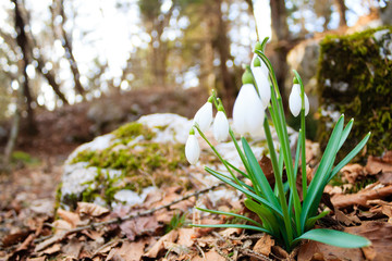 Snowdrop flower in woodland close up, nature background
