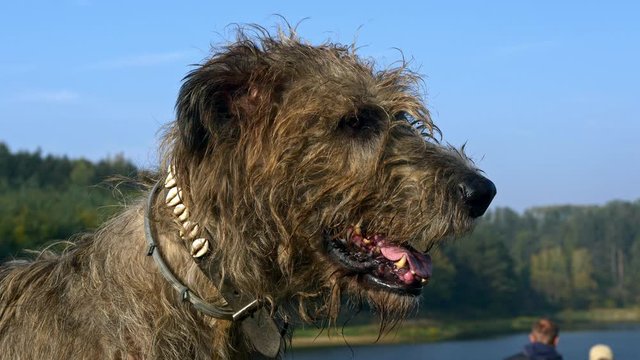Irish wolfhound outdoor portrait