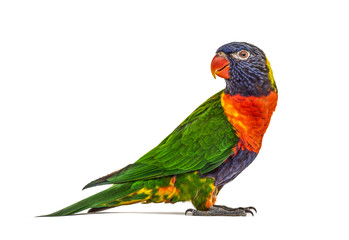 Side view of a Rainbow Lorikeet, Trichoglossus moluccanus, isola