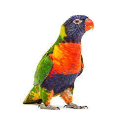 Rainbow Lorikeet, Trichoglossus moluccanus, isolated