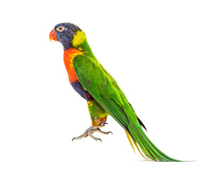 Rainbow Lorikeet jumping, Trichoglossus moluccanus, isolated