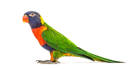 Side view of a Rainbow Lorikeet, Trichoglossus moluccanus