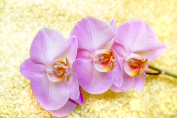 Fototapeta na wymiar A branch of purple orchids on a shiny gold background.