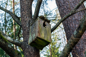 Old broken nesting box in the big tree. 