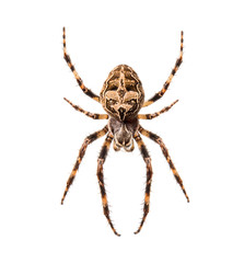 Diadem spider on its web, Araneus diadematus, isolated