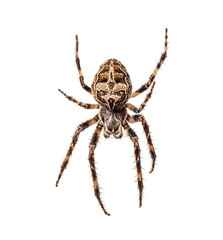 Diadem spider on its web, Araneus diadematus, isolated