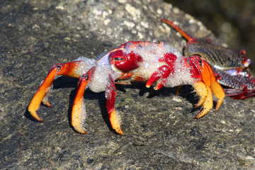 rote_Klippenkrabbe