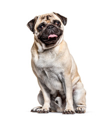 Pug sitting, isolated on white