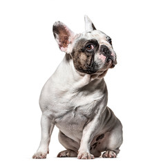 Fototapeta premium sitting French bulldog looking at the camera, isolated