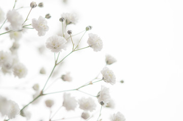 カスミソウ クロースアップ  白背景 右側にコピースペース