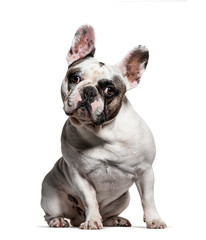 sitting French bulldog looking at the camera, isolated