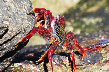 rote_Klippenkrabbe