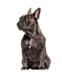 French bulldog sitting and looking away, isolated on white