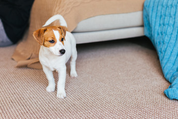 Adorable puppy Jack Russell Terrier on the capet at home.