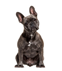French bulldog sitting and looking at the camera, isolated