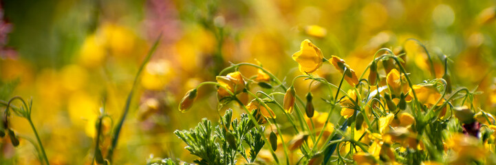 Blooming yellow flowers, spring background. Wildflowers on the blurred background of the meadow. Buttercups. Horizontal. Banner for web, copy space.