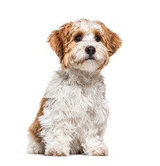 Puppy Havanese dog looking away, 5 months old, isolated on white
