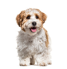 Panting Puppy Havanese dog, 5 months old, isolated on white