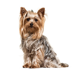 Yorkshire Terrier, looking at the camera, isolated on white