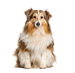 Sitting Shetland Sheepdog, isolated on white