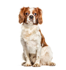 Cavalier King Charles dog, isolated on white