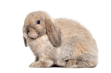 Mini lop rabbit, isolated on white