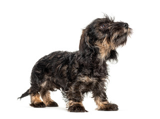 looking up Dachshund dog, isolated on white