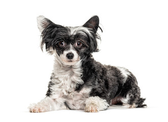 mixedbreed dog with a Chinese Crested Dog, isolated on white