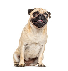 Panting and sitting Pug, isolated on white