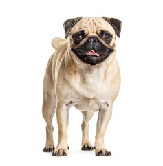 Panting and sitting Pug, isolated on white
