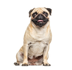 Panting and sitting Pug, isolated on white