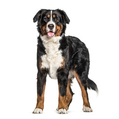 Standing Bernese Mountain Dog panting, isolated on white